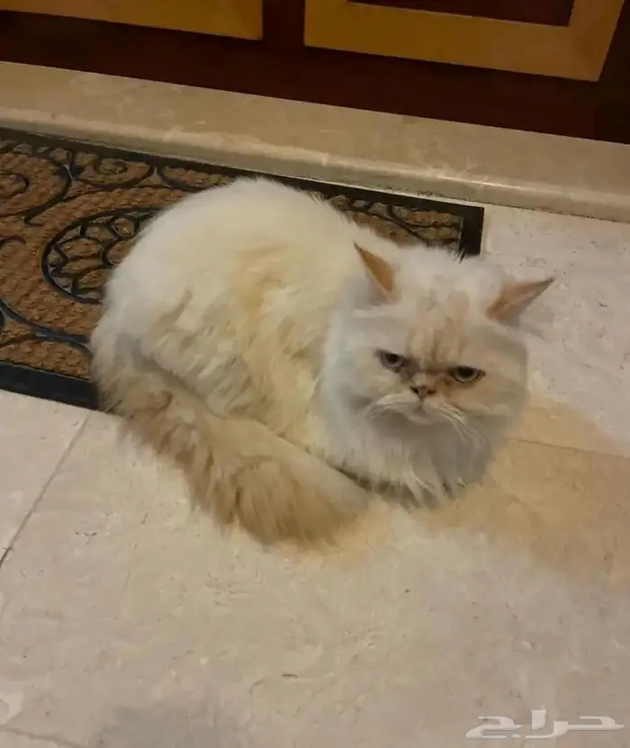 قطة امريكية 0