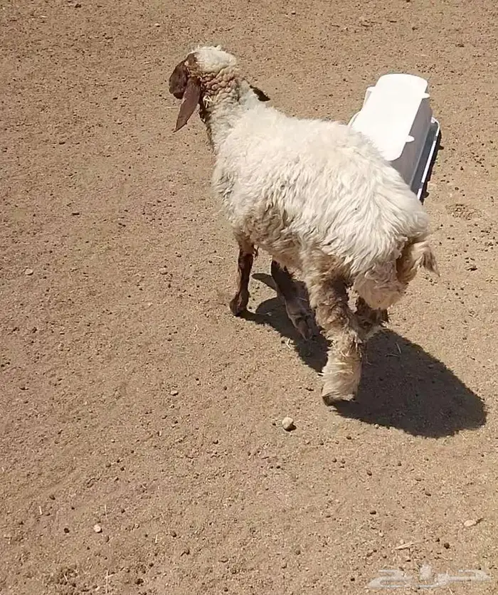 رخله سمين 4