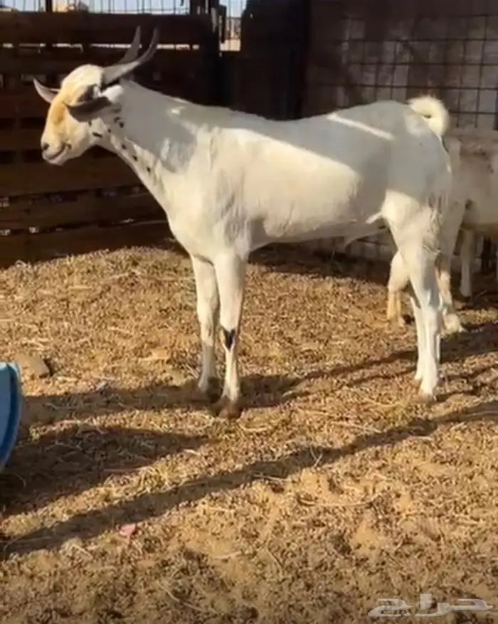 ينبع البحر 1