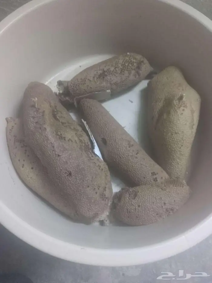 11 كيلو اليوم جديد. عسل بري حر الكيلو ب100 3