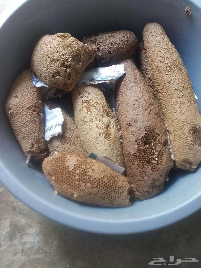 11 كيلو اليوم جديد. عسل بري حر الكيلو ب100 0