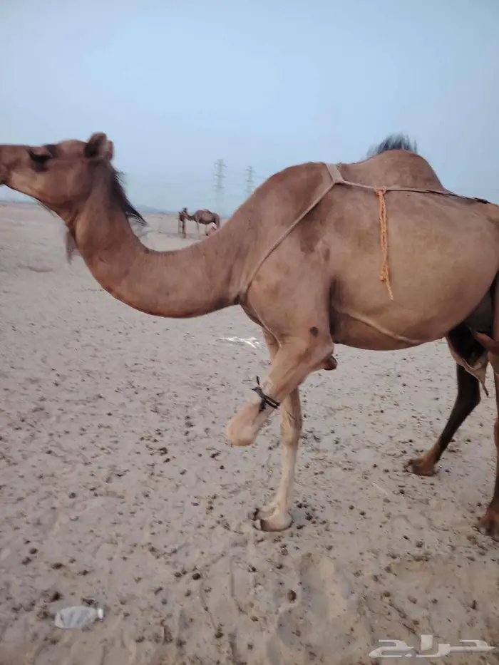حفله وتحتها بكرة 0