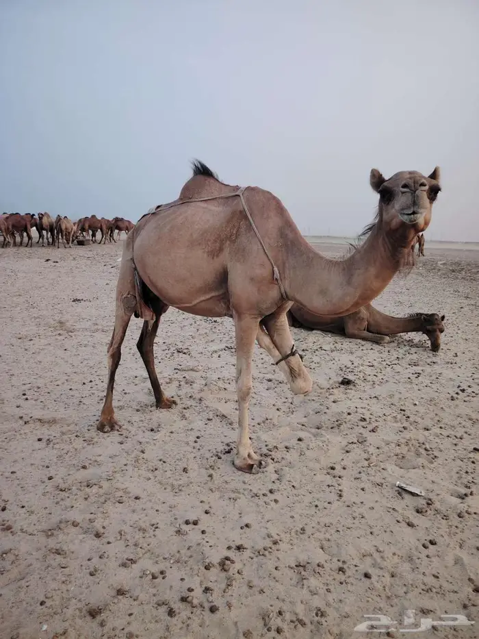 حفله وتحتها بكرة 2