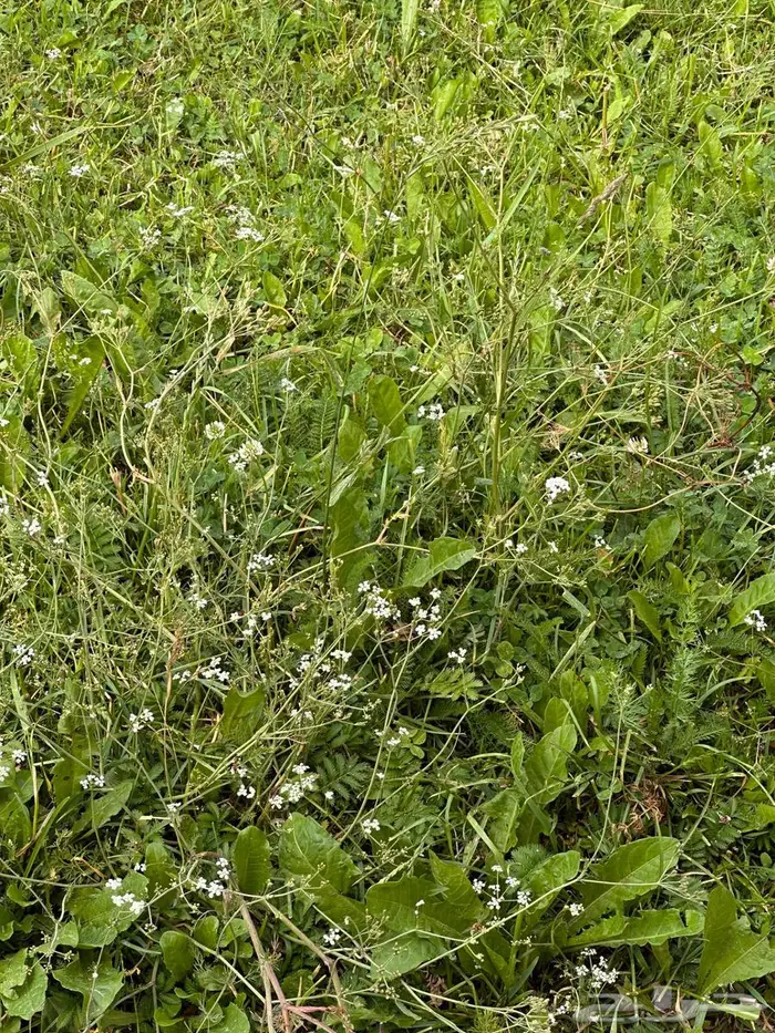 أجار مزرعة في سهباء طريق حرض 0