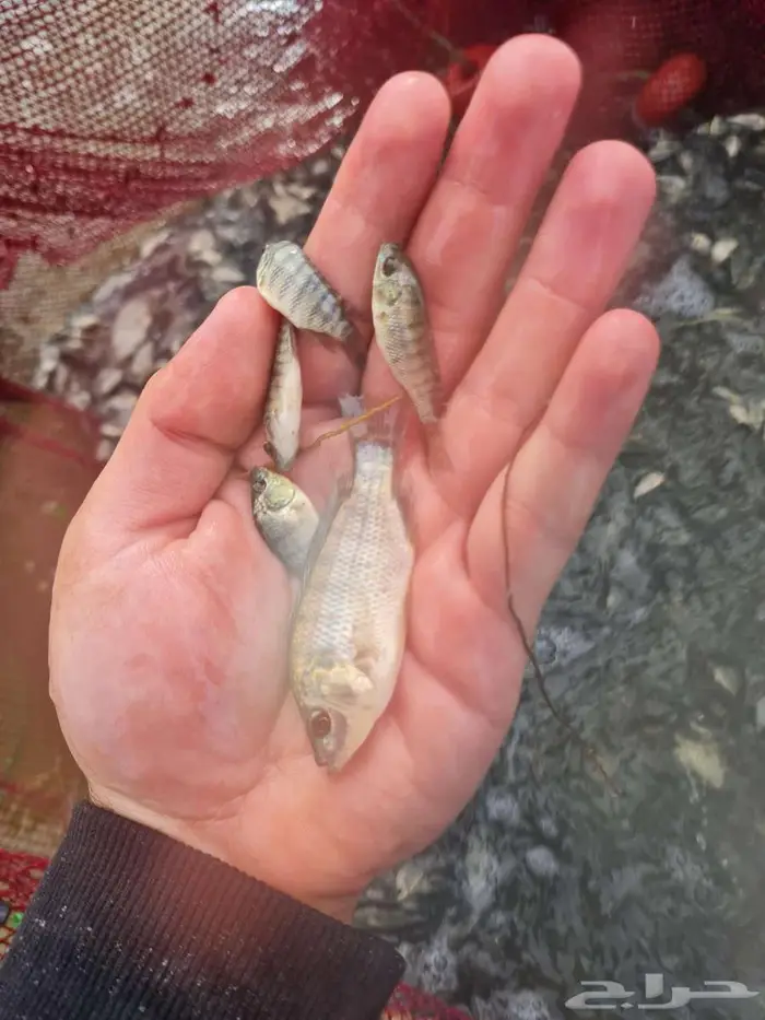 زريعة بلطي للبيع 5