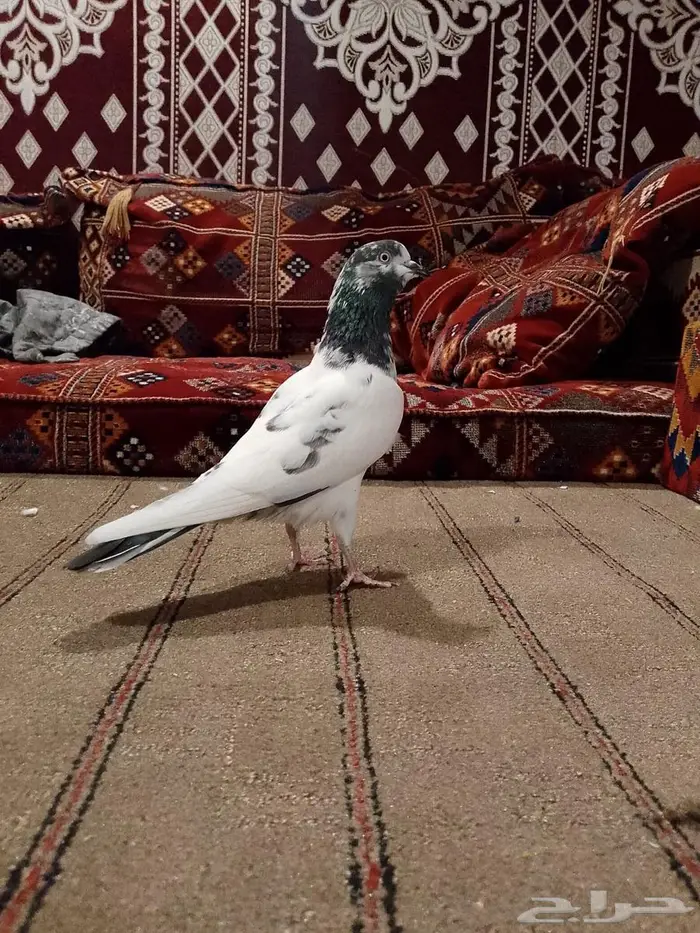 زوجين تبادي 5