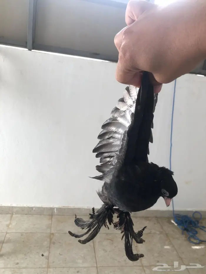 طبات كرنقو 4