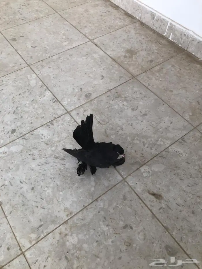 طبات كرنقو 7