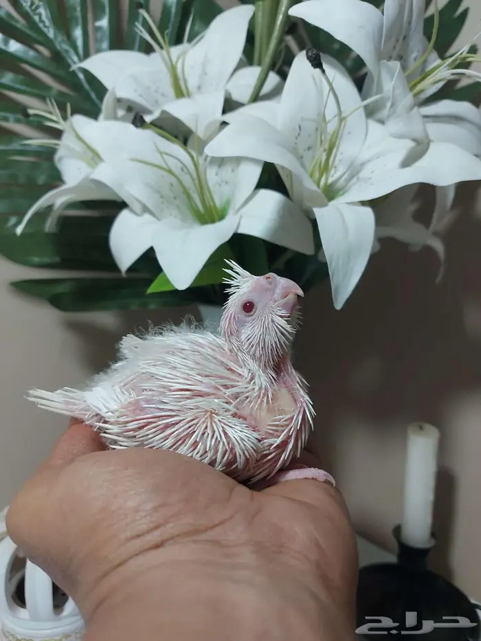 فرخ كروان البينو (( تم البيع )) 1