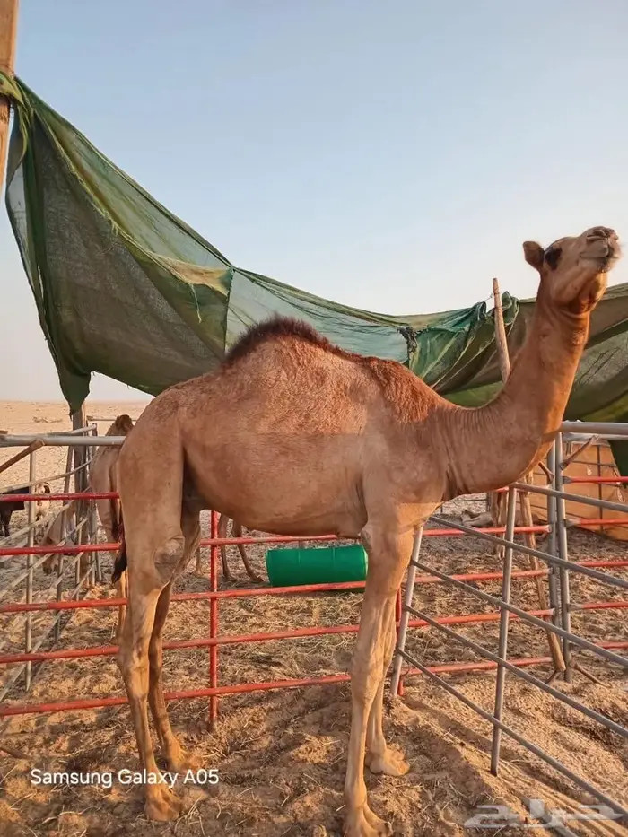 قعود للبيع بالجبيل 0