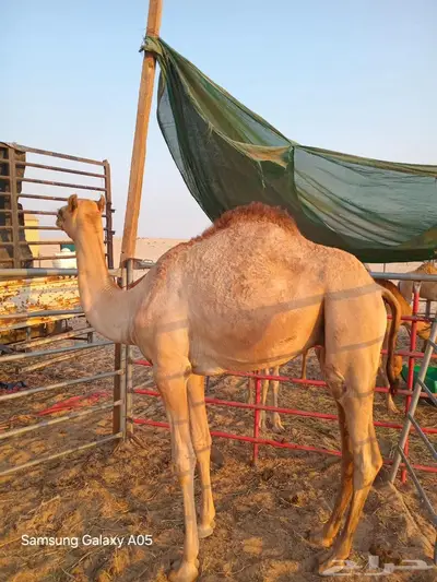 قعود للبيع بالجبيل index