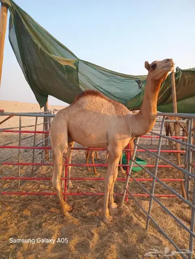 قعود للبيع بالجبيل index