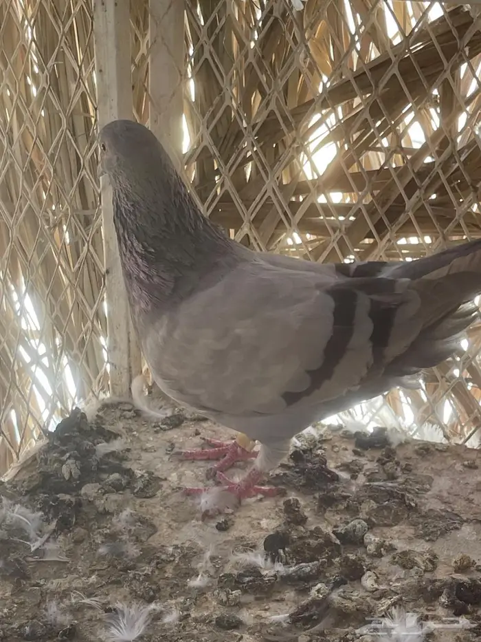 أزواج حمام فرنسي سلفر نظام محاكر 7