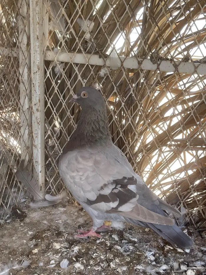 أزواج حمام فرنسي سلفر نظام محاكر 5