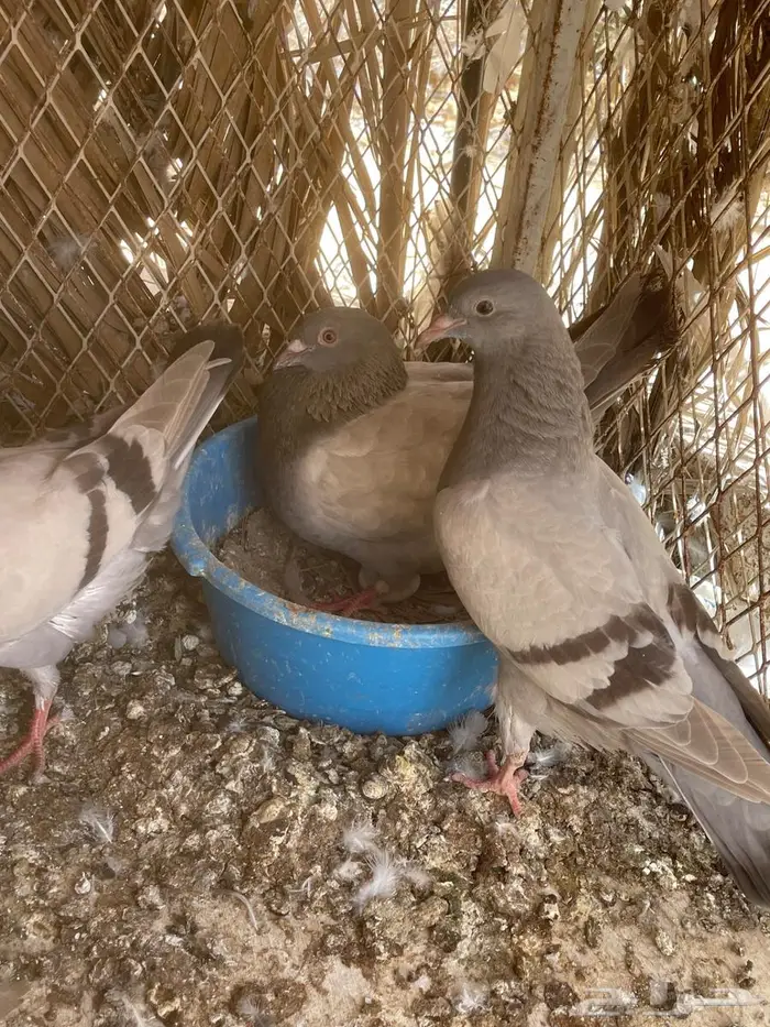 أزواج حمام فرنسي سلفر نظام محاكر 12