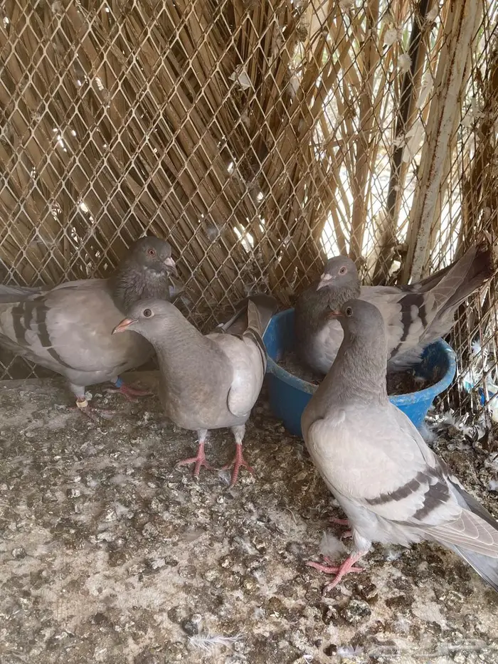 أزواج حمام فرنسي سلفر نظام محاكر 15
