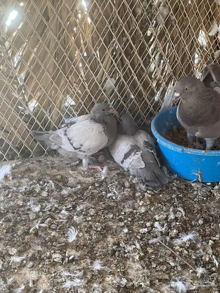 أزواج حمام فرنسي سلفر نظام محاكر 3