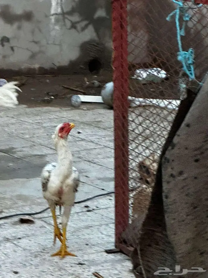 ديك فارسي فاخر 0