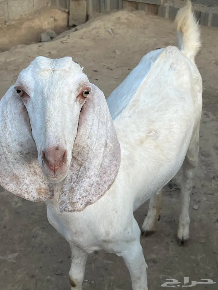 ماعز هولندي   برص ابيض 2