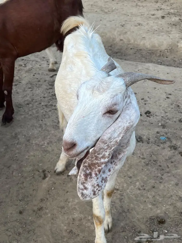 ماعز هولندي   برص ابيض 1