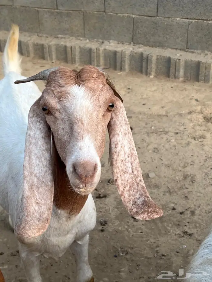 ماعز هولندي   برص ابيض 7