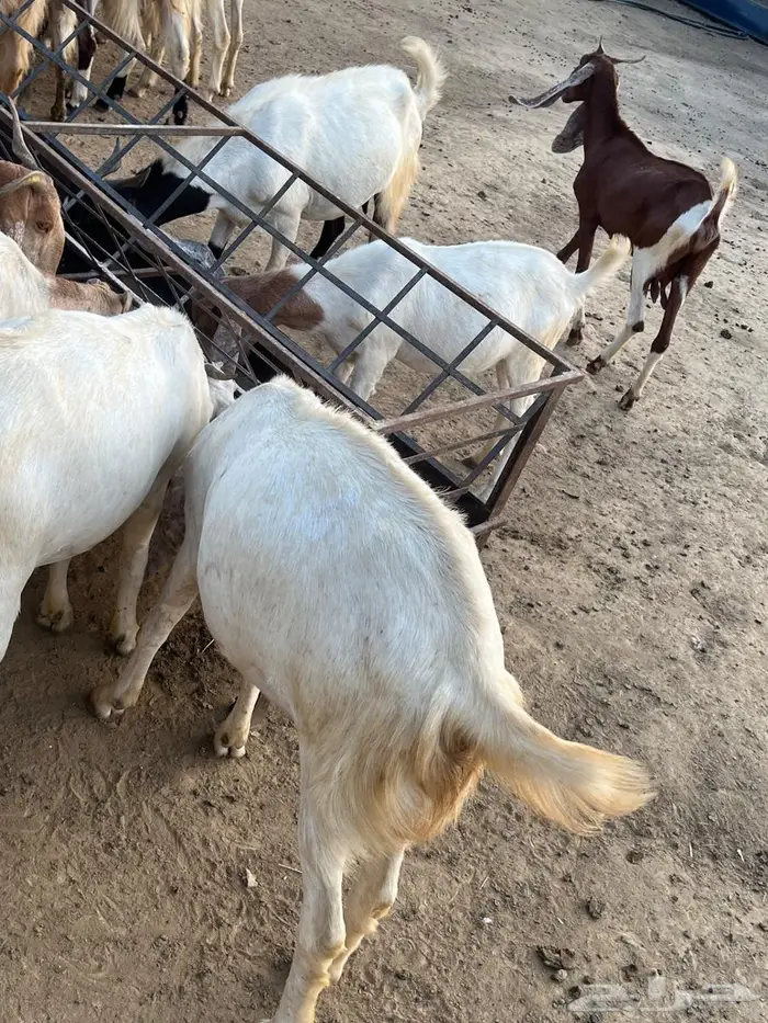ماعز هولندي   برص ابيض 0