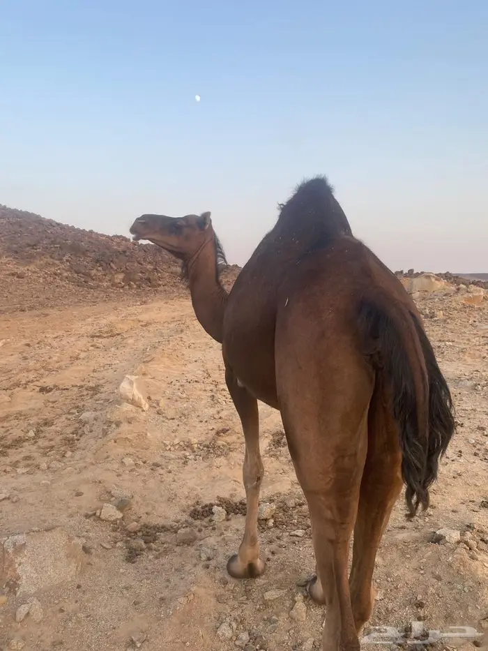 ناقة حمراء دهما للبيع 0