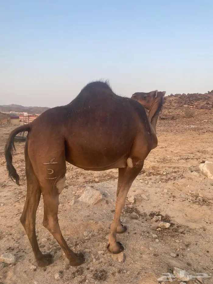 ناقة حمراء دهما للبيع 2