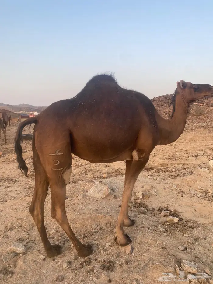 ناقة حمراء دهما للبيع 1