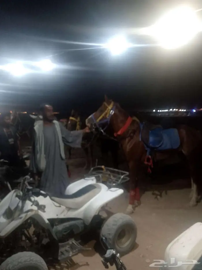 خيول للايجار 1