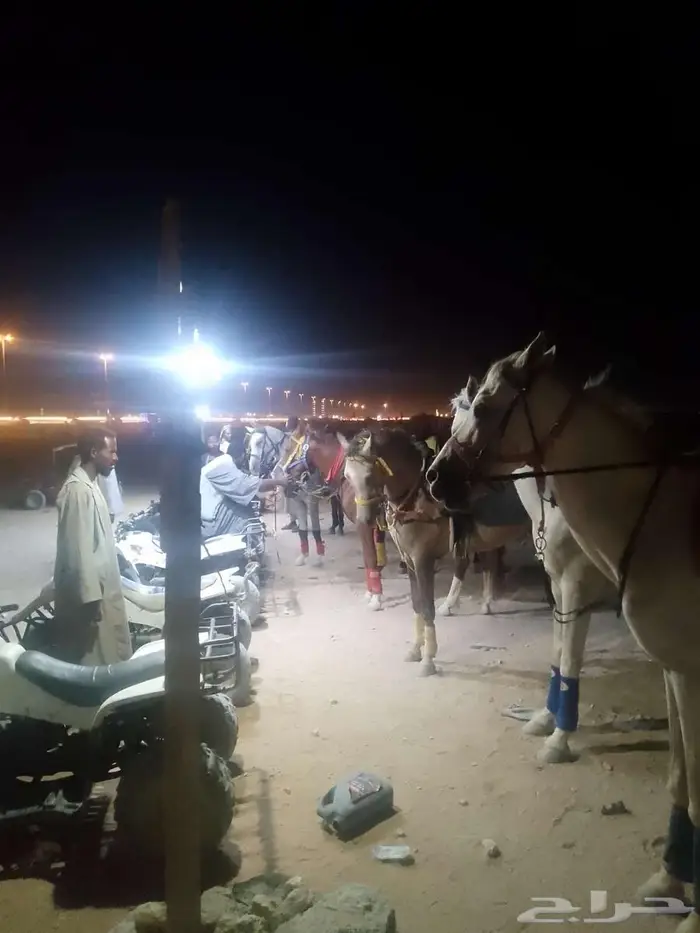 خيول للايجار 3