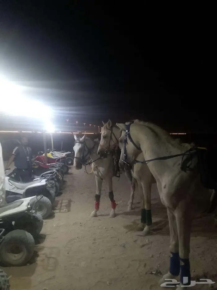 خيول للايجار 2