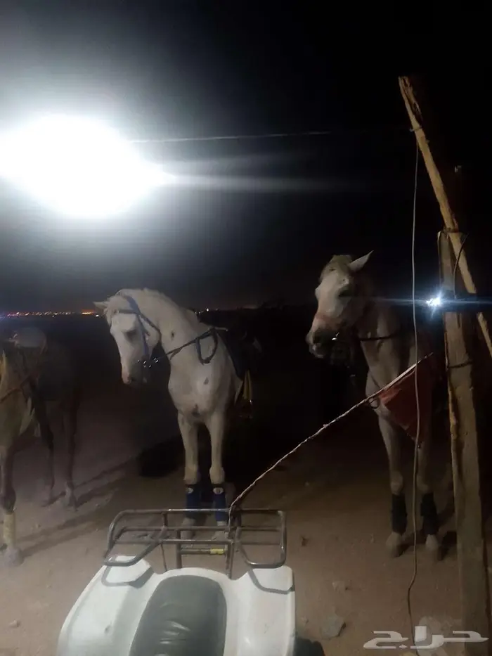 خيول للايجار 0