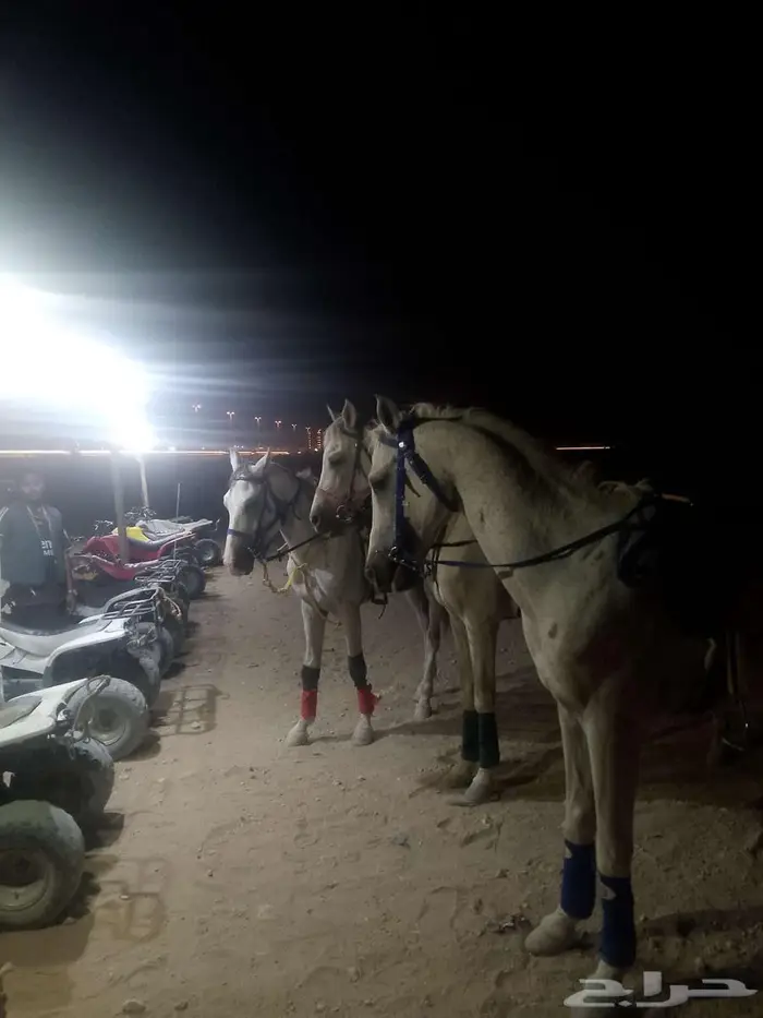 خيول للايجار 4