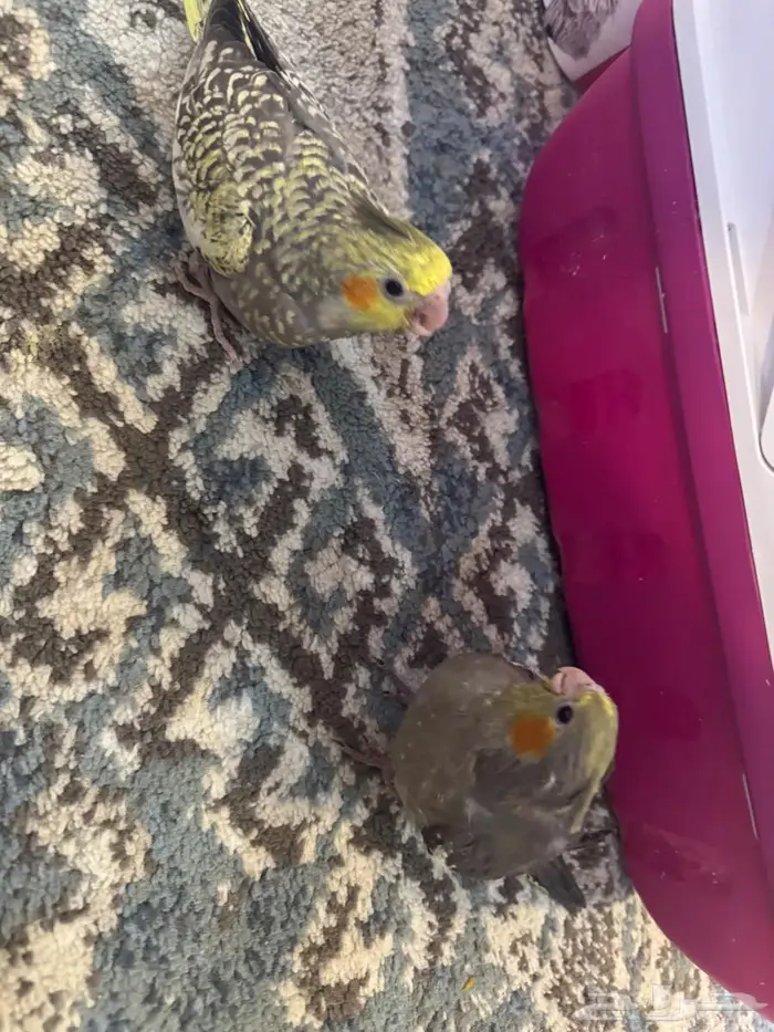 فروخ كروان ( كوكتيل ) 2