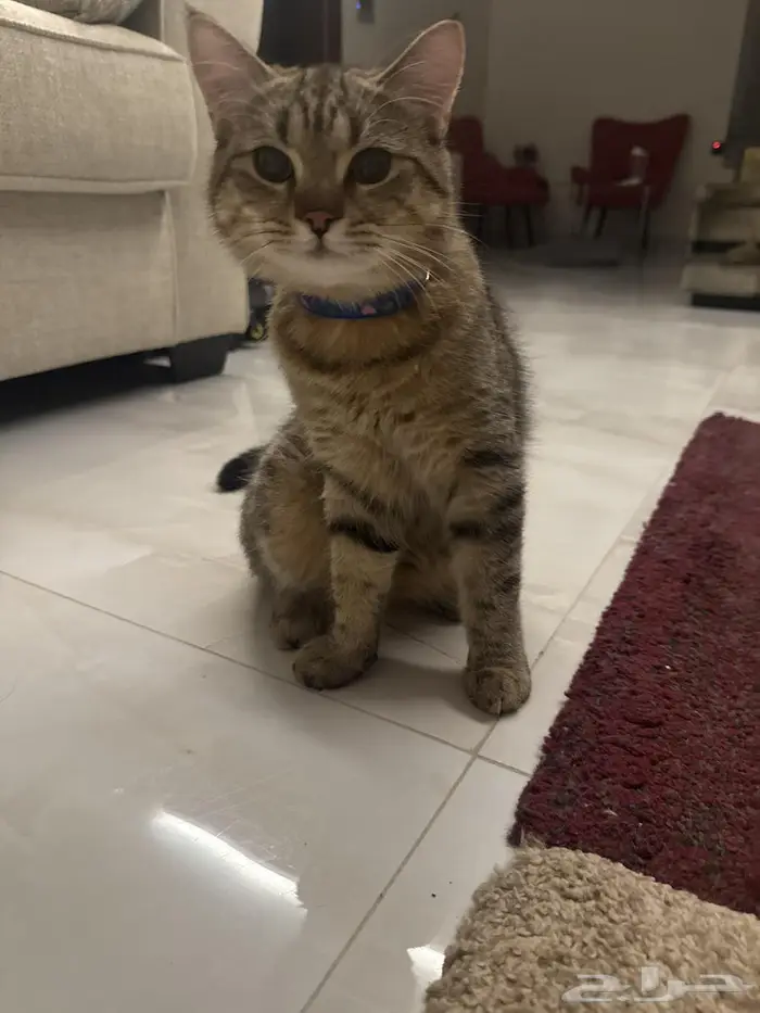 للبيع قطط سكوتش انثى وذكر 4