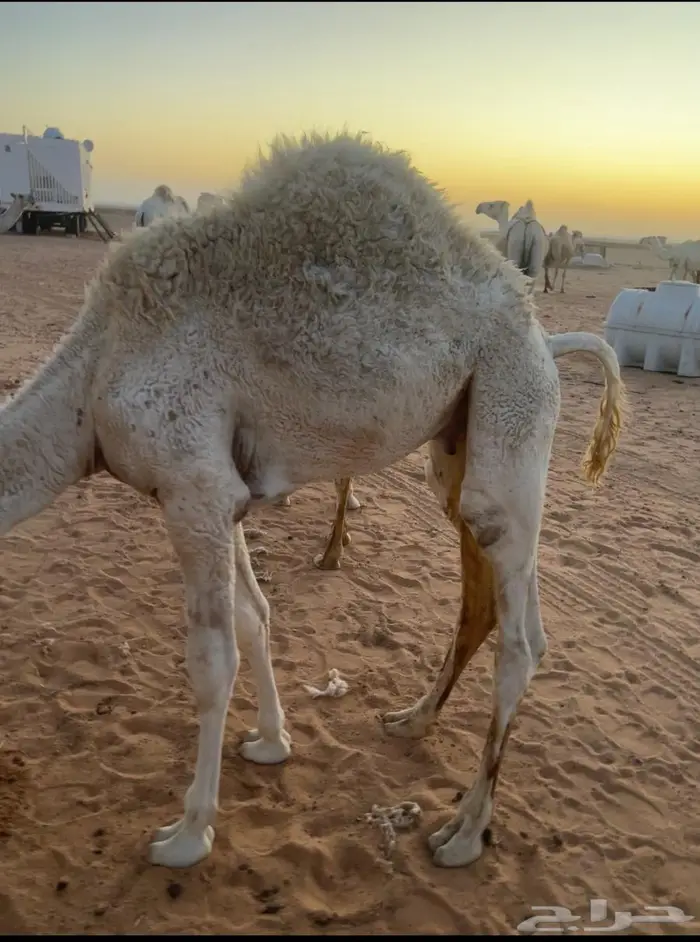 قعود قصب 0