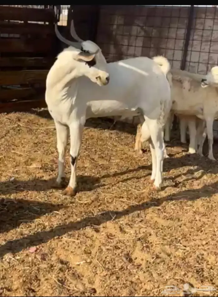ينبع البحر 3