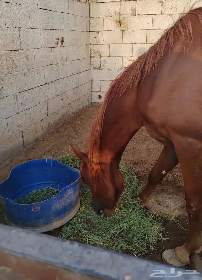 إيواء خيل 1