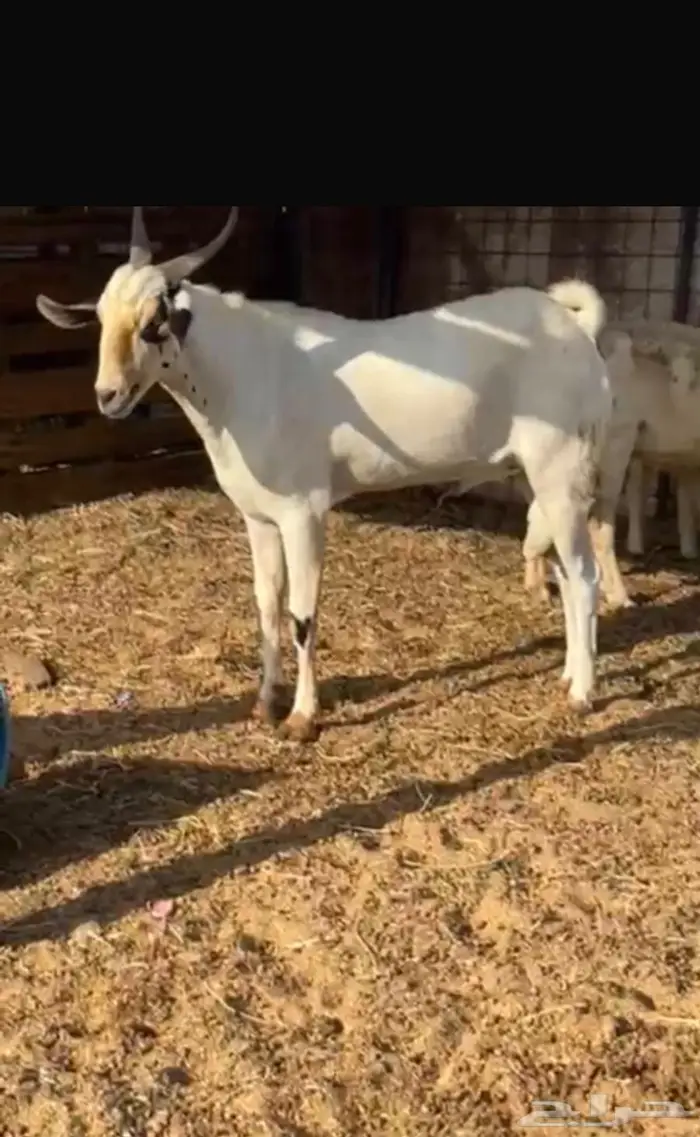 ينبع البحر 2