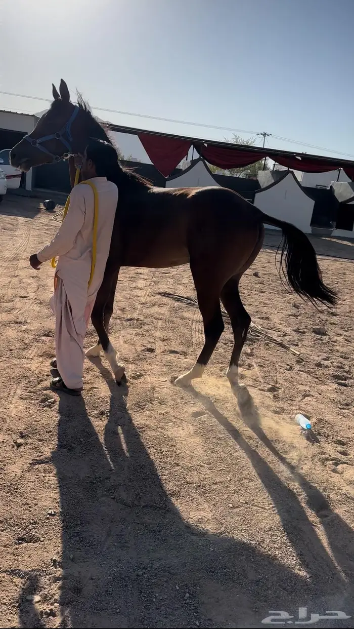 حصان. مهر 1
