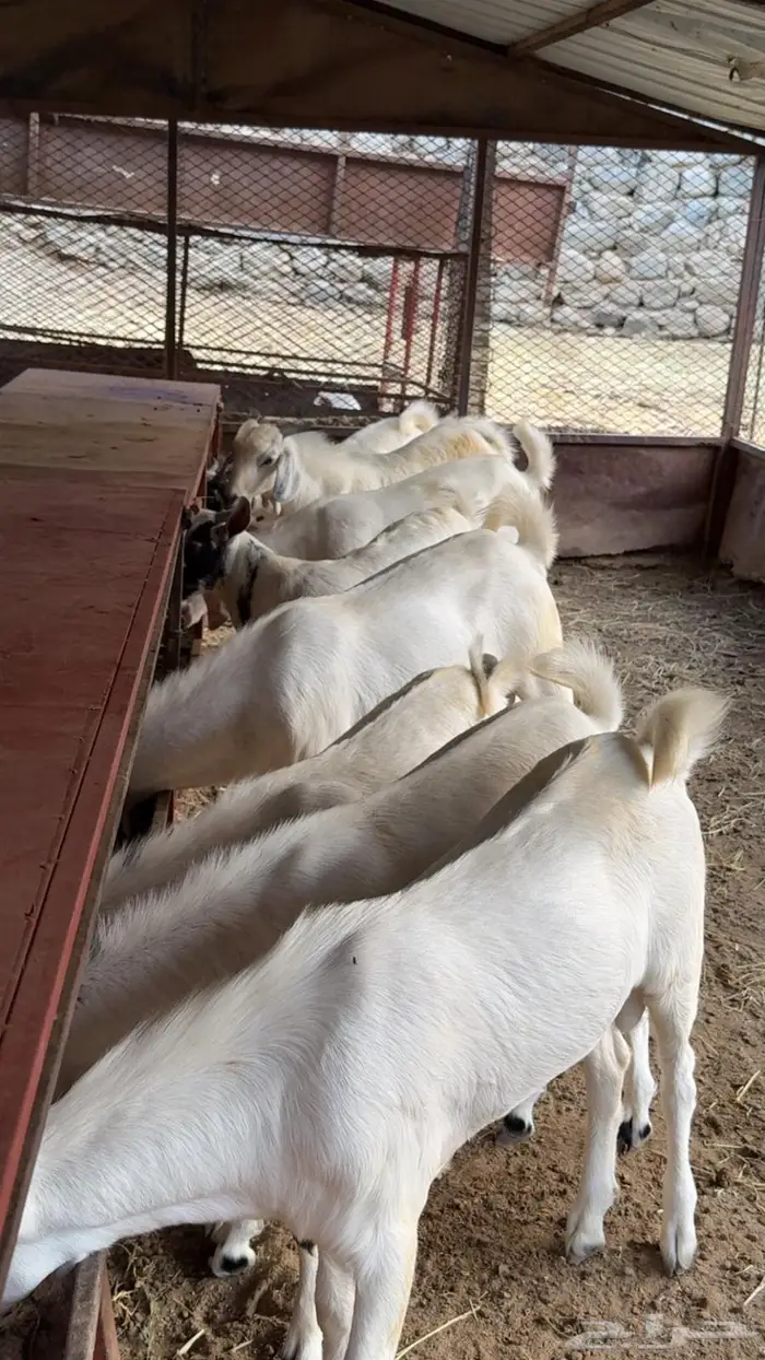 تيوس بلدددييي للبيع 0