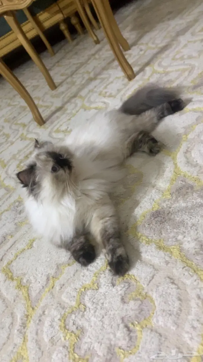 قطط هملايا 2