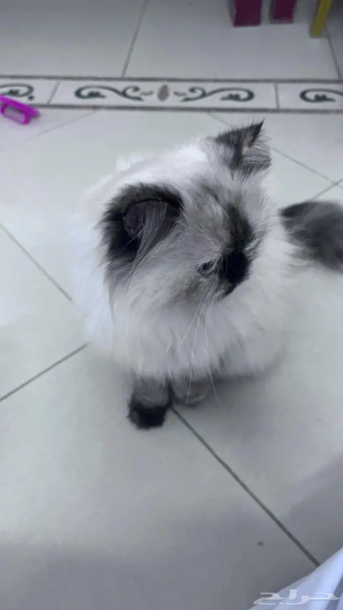 قطط هملايا 1