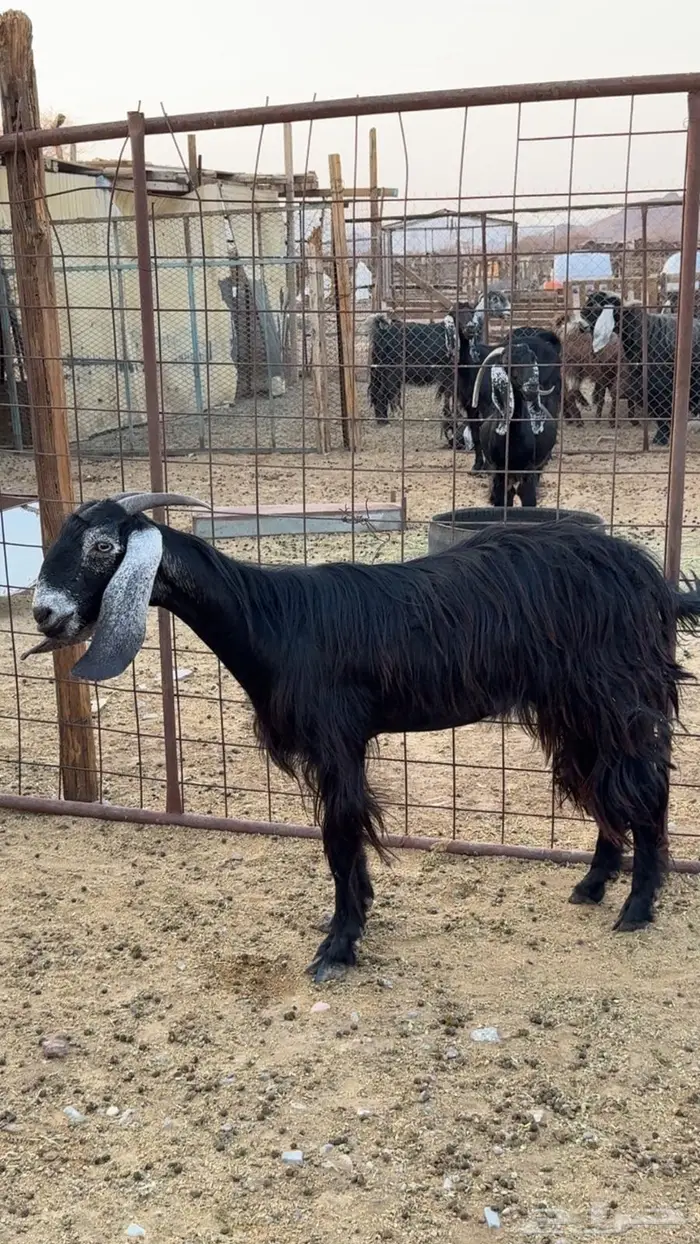 جفره ذبيحه 0