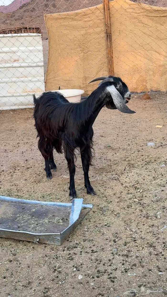 جفره ذبيحه 1