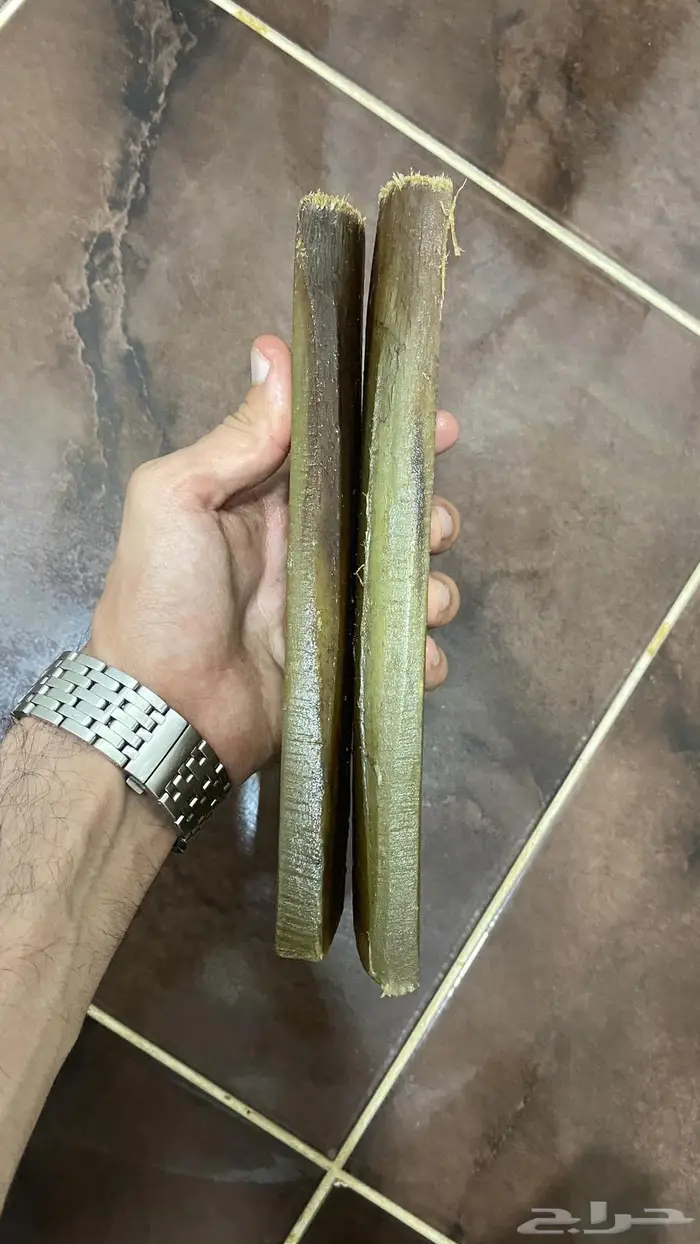 قرن جنبيه تهول صافيه 4