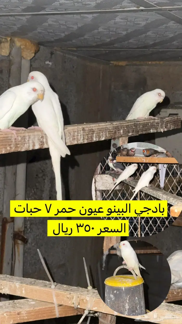 مجموعة طيور للبيع 1