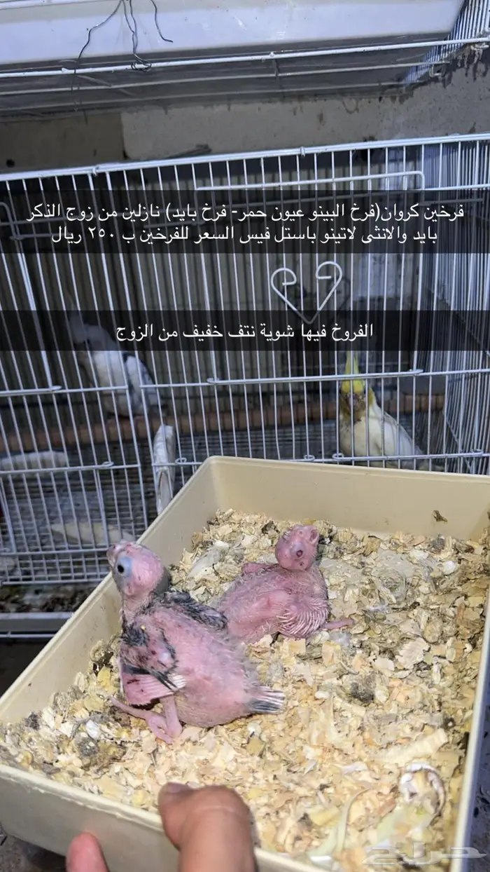 مجموعة طيور للبيع 2