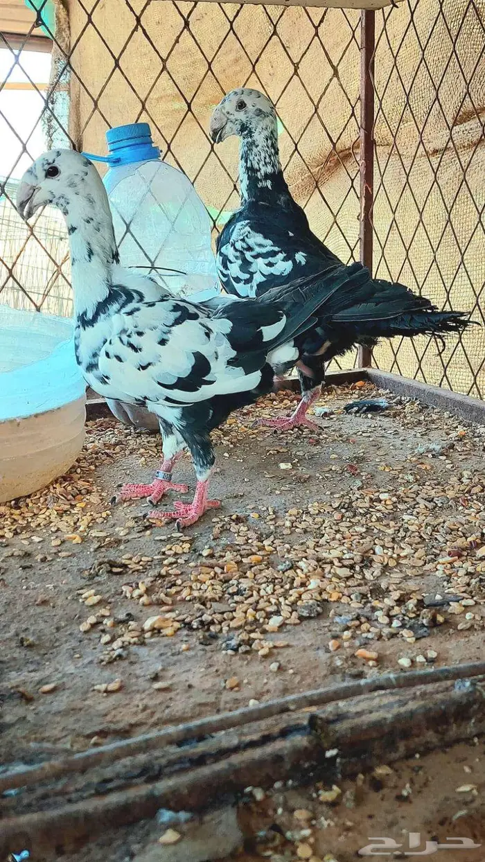 جوز هومر تايقر مستوا بطل 1